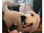 Adopt Simba a White - with Gray or Silver Great Pyrenees / Mixed dog in Windsor