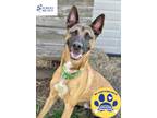 Adopt Kaiser a Tan/Yellow/Fawn Belgian Malinois / Mixed dog in DeKalb