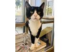 Adopt Boomer (Cat Cafe) a All Black Domestic Shorthair / Domestic Shorthair /