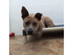 Adopt Pearl a Brindle Siberian Husky / Mixed dog in Newport, TN (31805610)
