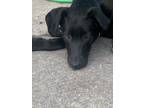 Adopt Monty a Black Labrador Retriever / Mixed Breed (Medium) / Mixed dog in