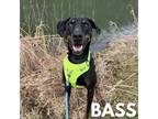 Adopt Bass a Black Doberman Pinscher / Mixed dog in Fleetwood, PA (38006088)