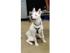 Adopt Zakk a White Siberian Husky / Mixed dog in Phoenix, AZ (37861607)