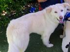 Adopt Mercedes a White Siberian Husky / Mixed dog in Phoenix, AZ (37861666)