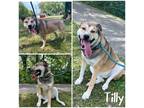 Adopt Tilly a Brown/Chocolate Shepherd (Unknown Type) / Mixed dog in