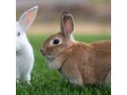 Adopt Babs a Palomino / Mixed rabbit in Kanab, UT (38105974)