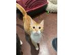 Adopt Ginger a Orange or Red Domestic Shorthair / Domestic Shorthair / Mixed cat