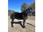 Black Percheron gelding