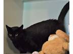 Adopt Maxine a All Black Domestic Shorthair / Domestic Shorthair / Mixed cat in