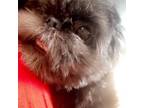 Pekingese Puppy for sale in Seattle, WA, USA