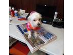 Maltese Puppy for sale in Dwight, IL, USA