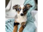 Australian Shepherd Puppy for sale in Stockton, UT, USA