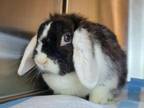 Adopt Oreo a Lop Eared