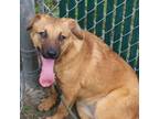 Adopt Regina_2 a Retriever, Shepherd