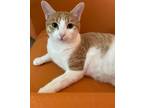 Adopt Felicia a Domestic Short Hair