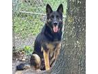 Adopt Tootsie a German Shepherd Dog