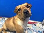 Adopt BLANCH* a Shar-Pei, Mixed Breed