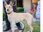 Adopt Nova a German Shepherd Dog