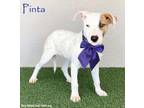 Adopt Pinta a American Staffordshire Terrier