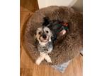 Adopt BEAN SPROUT a Terrier
