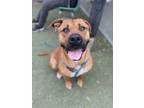 Adopt BETTY a American Staffordshire Terrier, Mixed Breed