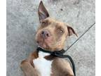 Adopt BUTTERCUP a Pit Bull Terrier