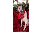 Adopt Beautiful Stephanie a Pointer, Dalmatian