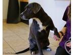 Adopt August a Labrador Retriever