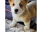 Snickers AKC/CKC blue eye