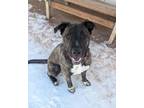 Adopt Duchess a Dutch Shepherd