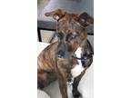 Adopt Rosy a Mountain Cur