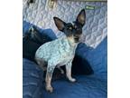 Adopt Molly a Toy Fox Terrier, Rat Terrier