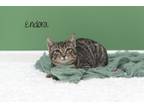 Adopt Endora a Domestic Short Hair