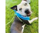 Adopt Izzy a Pit Bull Terrier, Australian Cattle Dog / Blue Heeler