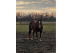 Adopt Whisper a Quarterhorse, Grade