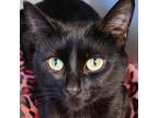 Adopt Lucy a Domestic Short Hair