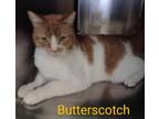 Adopt Butterscotch a Domestic Short Hair