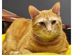 Adopt Buffy a Tabby