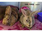 Adopt Stumpy a Bunny Rabbit