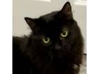 Adopt Juneau a Domestic Long Hair