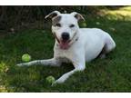 Adopt FENDY a Pit Bull Terrier