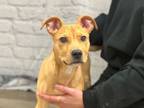 Adopt Topanga (foster) a Mixed Breed