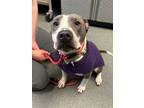 Adopt Gracie a Pit Bull Terrier