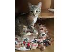 Adopt Ravioli a Domestic Short Hair