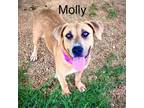 Adopt Molly a Retriever