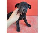 Adopt Negrita (22) a Black Labrador Retriever