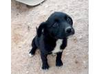 Adopt Velvet a Black Labrador Retriever