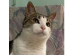 Adopt Daisy a Tabby