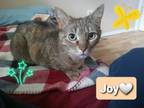 Adopt Joy a Tabby, Calico