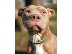 Adopt Acura a Pit Bull Terrier, Shar-Pei